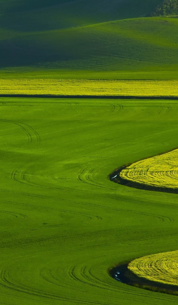 Оттенки зелени на полях