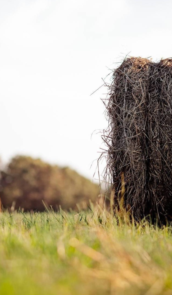 Моток сухого сена в поле