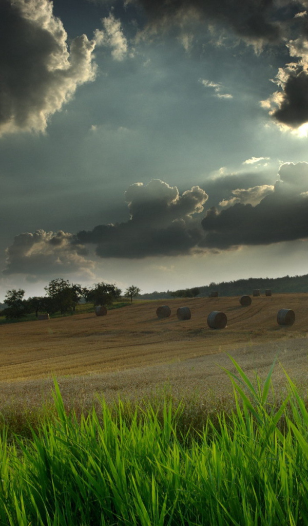 Грозовые тучи над полем
