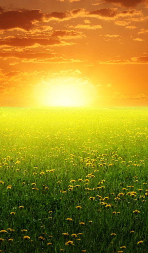 Восход солнца над полем одуванчиков