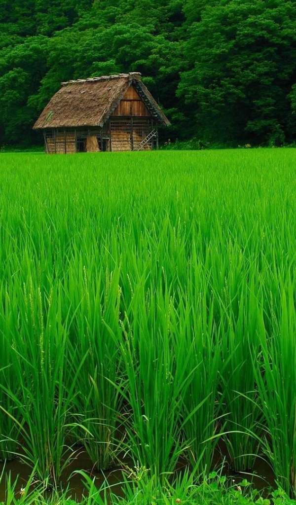 Нежная зелень рисовых полей