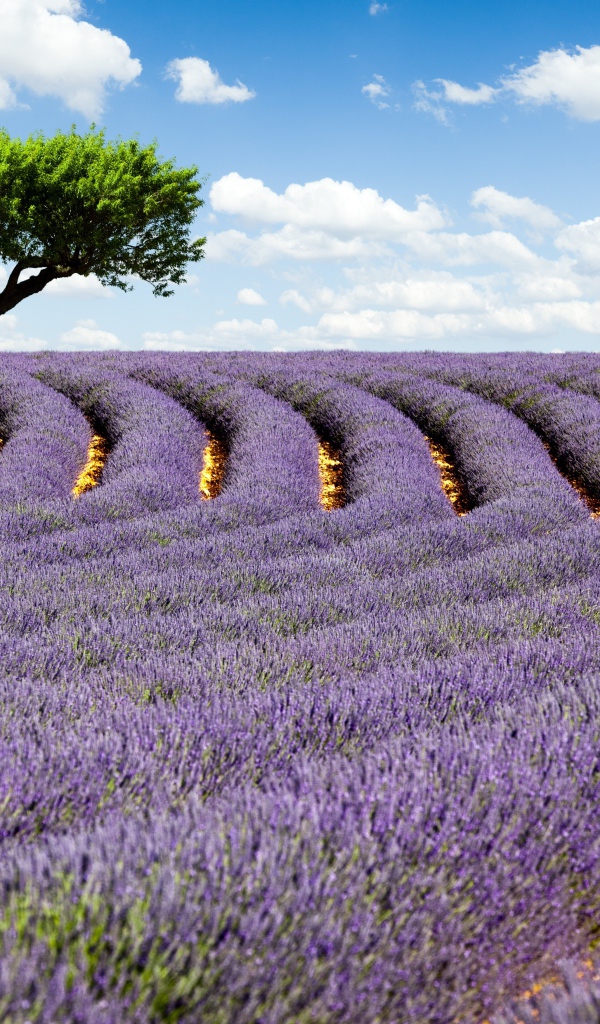 Дерево на поле лаванды