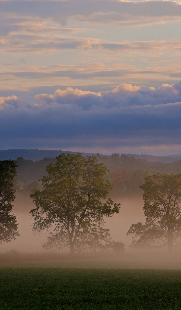 Три дерева в тумане