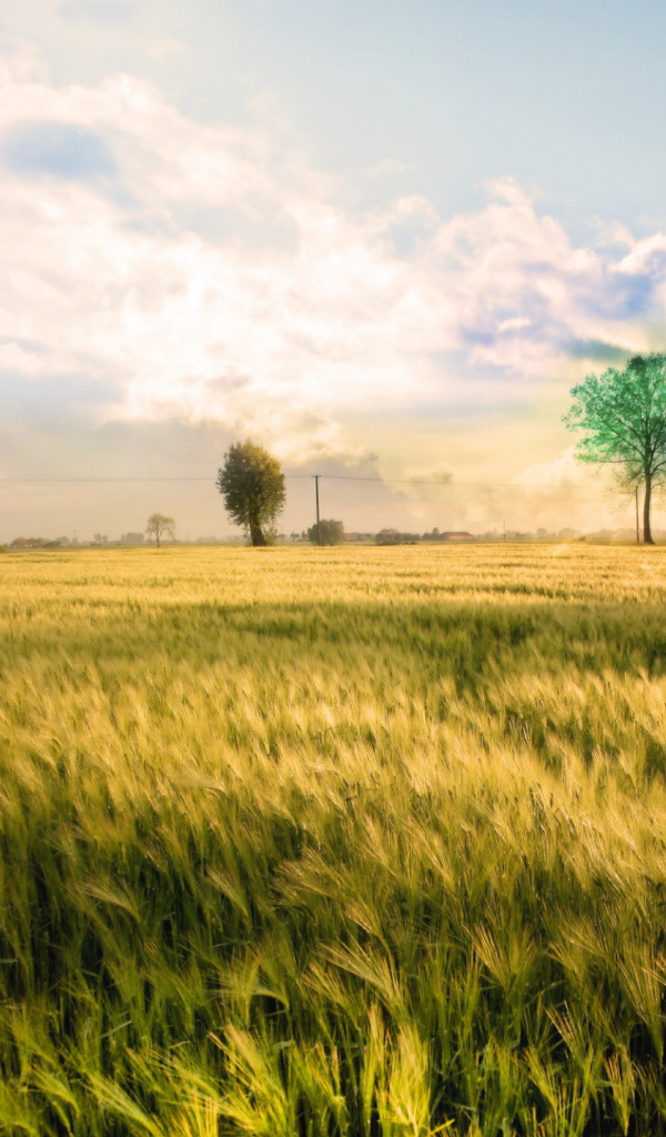 Белые облака над полем