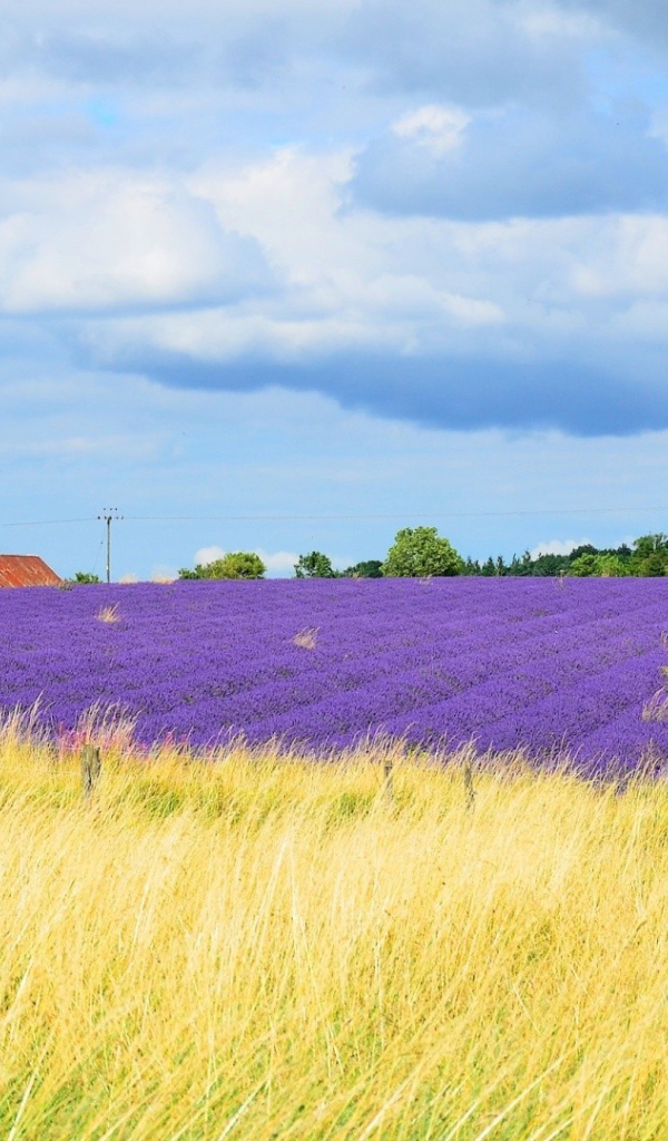 Желтое поле переходит в цветы лаванды