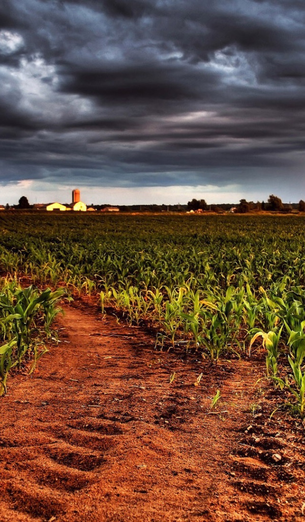 Молодая кукуруза на фермерском поле