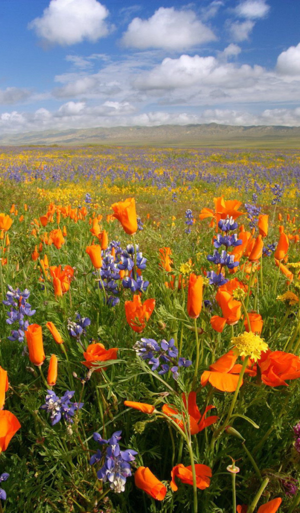 Поле красных и синих цветов