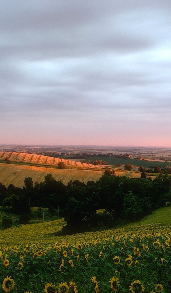Поле подсолнечника на холмах