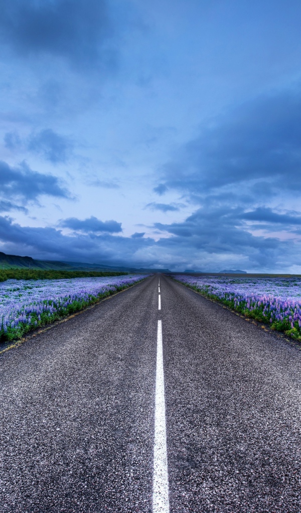 Дорога среди синих полей