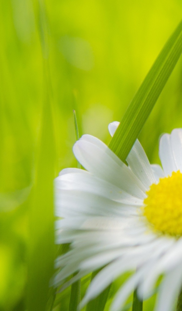 Травинка между лепестками ромашки