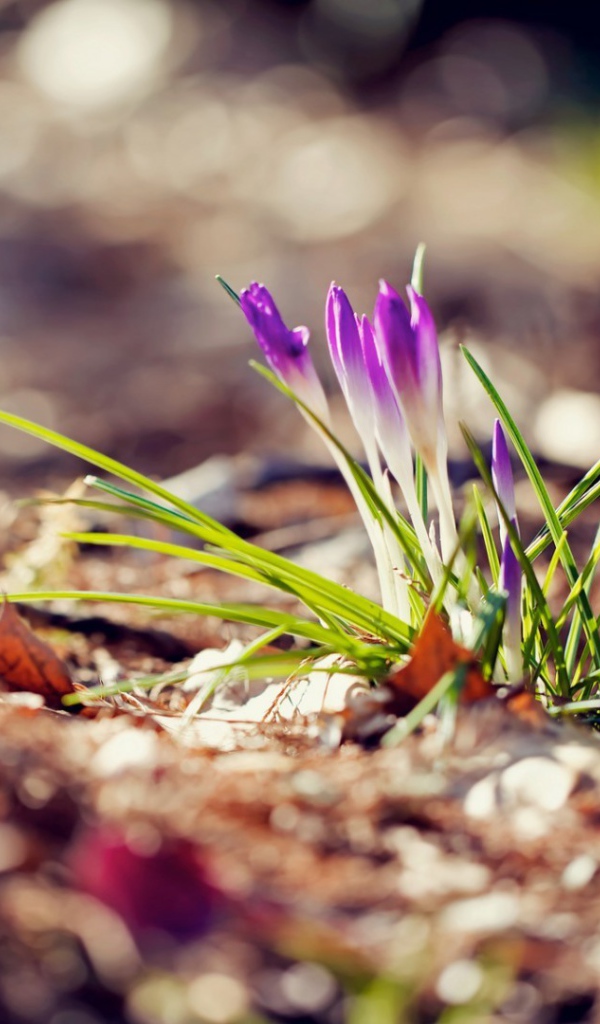 Маленький фиолетовый цветок на земле