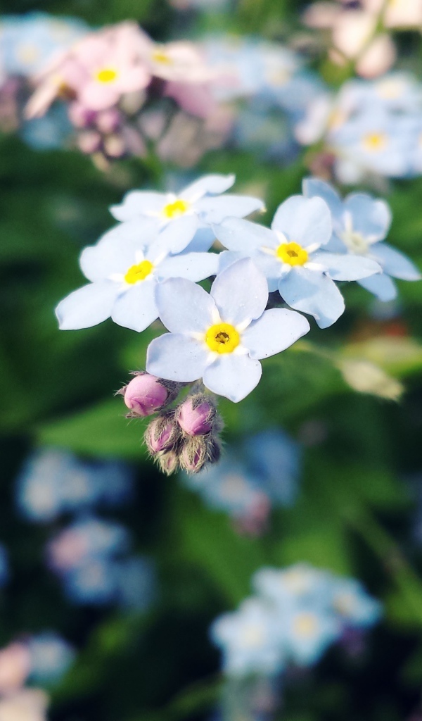 Красивые цветы незабудки