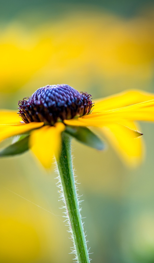 Черная сердцевина желтой ромашки