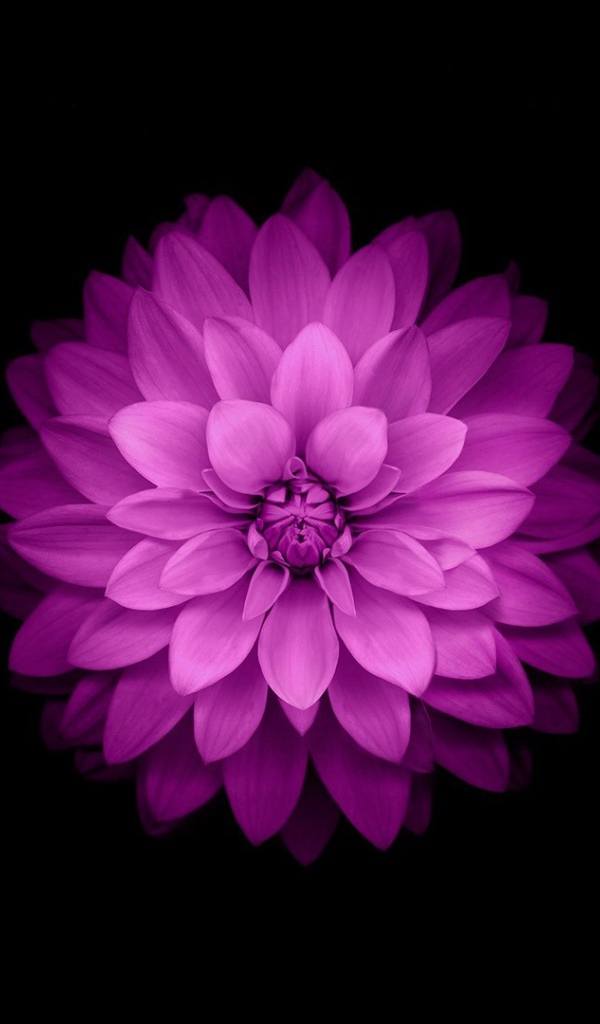 Распустившийся сиреневый цветок на черном фоне