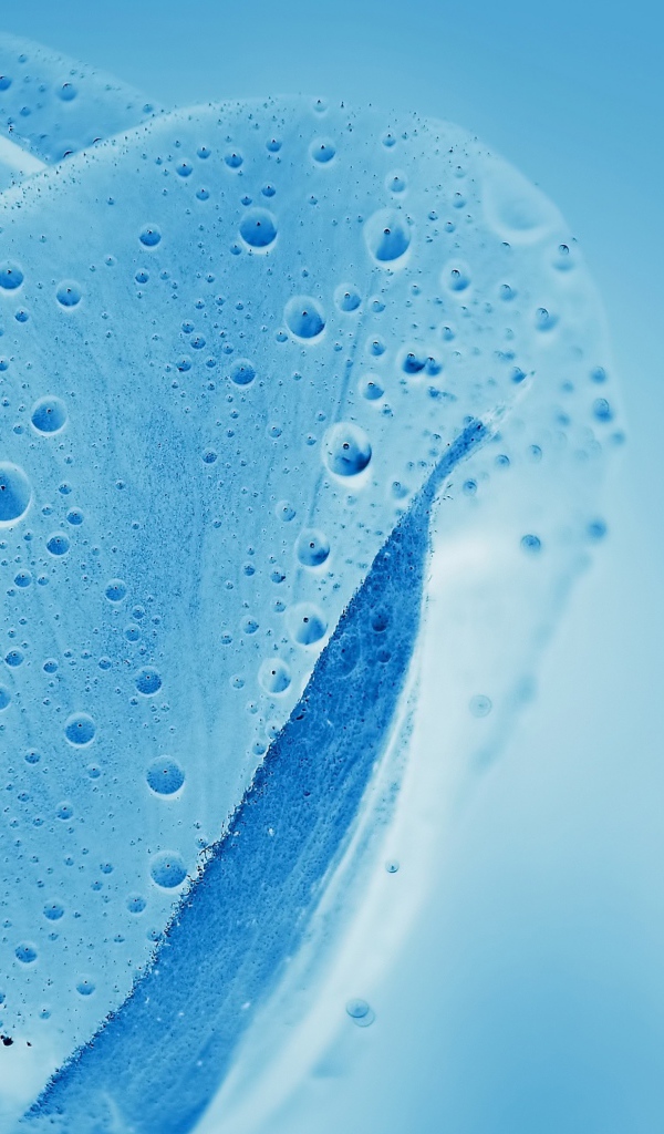 Голубой прозрачный тюльпан