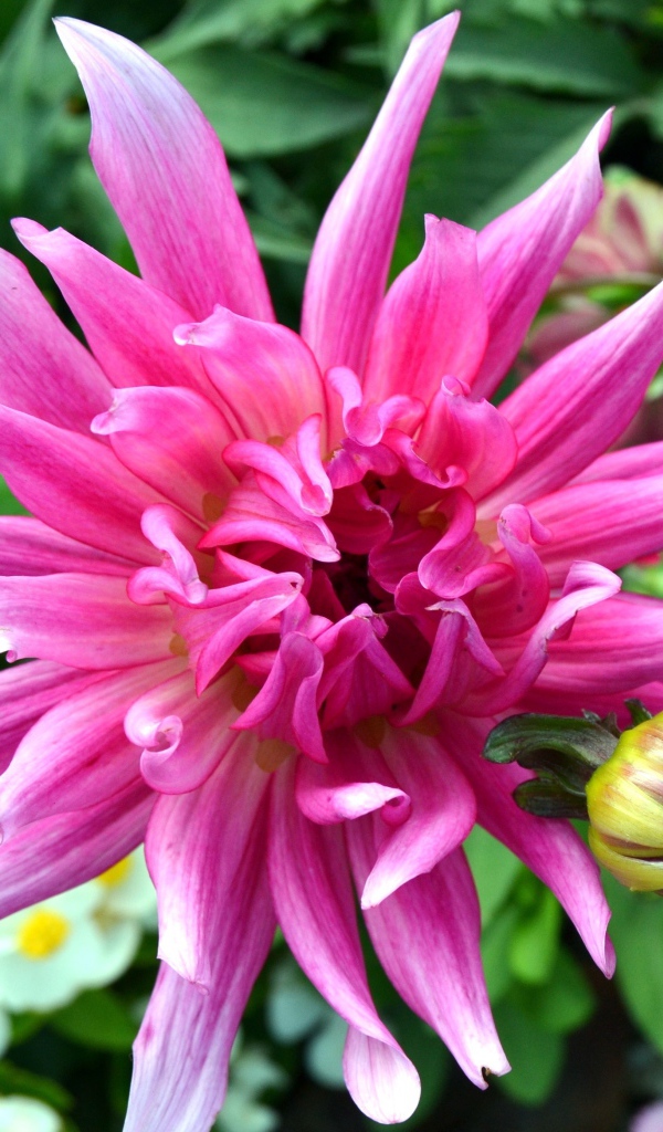 Яркий розовый экзотический цветок