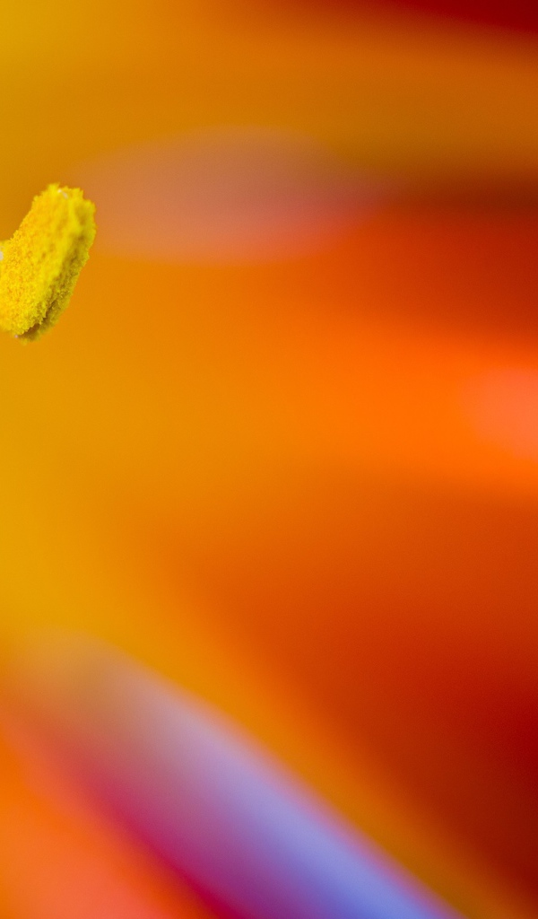 Желтый пестик яркого цветка