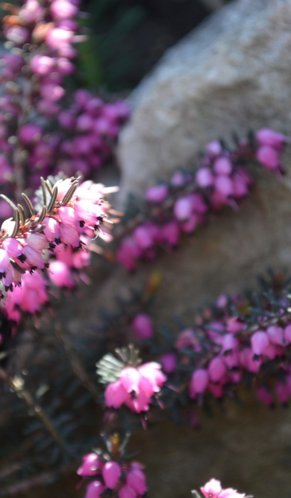 Кисти розовых цветов у камня