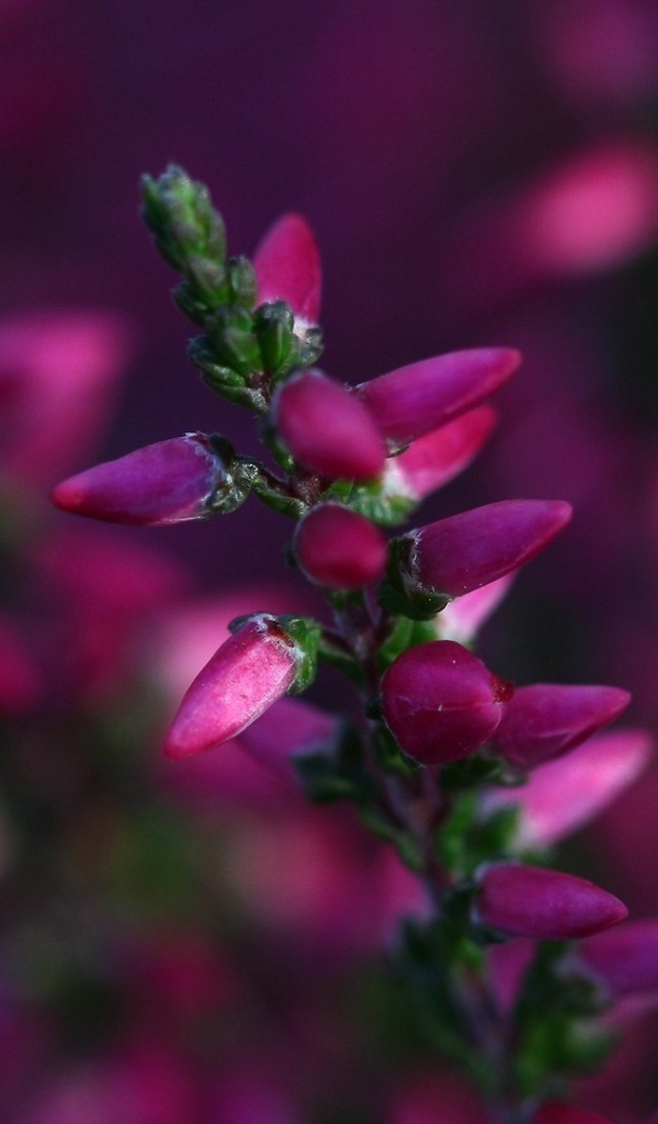 Кисточка розовых бутонов готова раскрыться