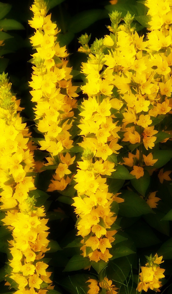 Кисти маленьких желтых цветов