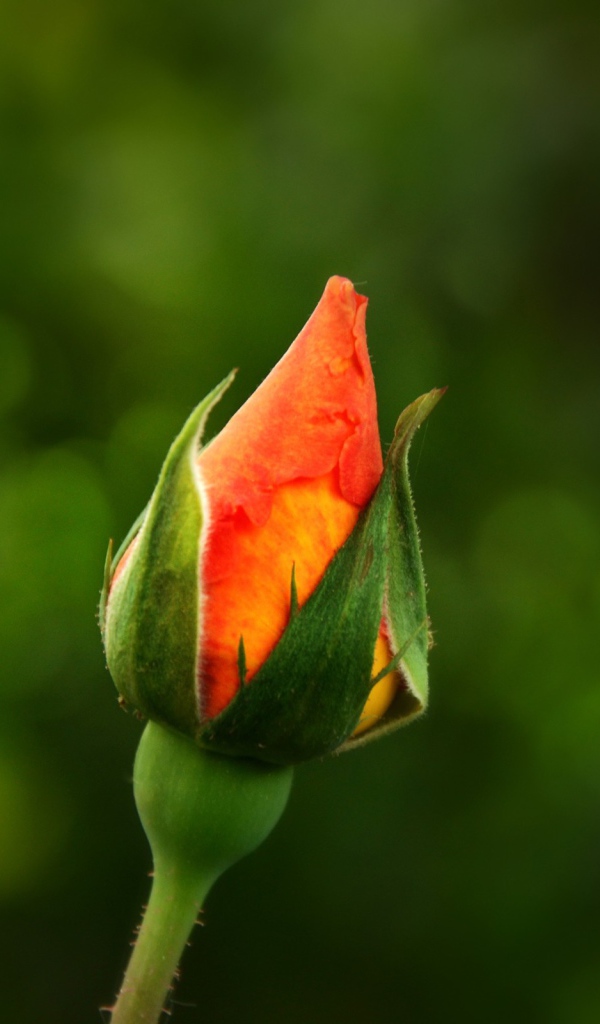 Бутон оранжевой розы на зеленом фоне