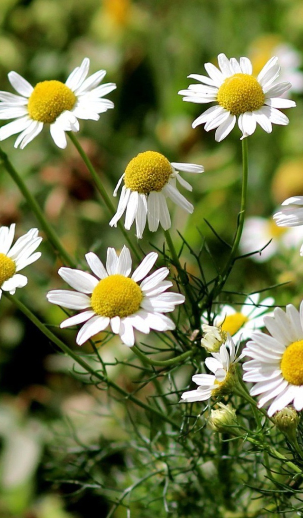 Цветы ромашки в поле