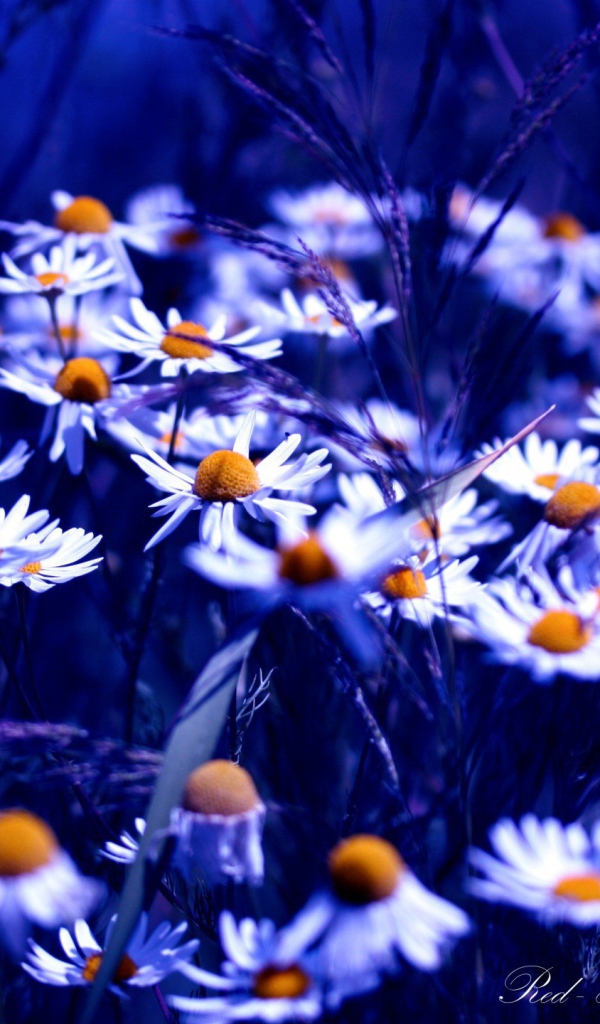Ромашки в синем свете