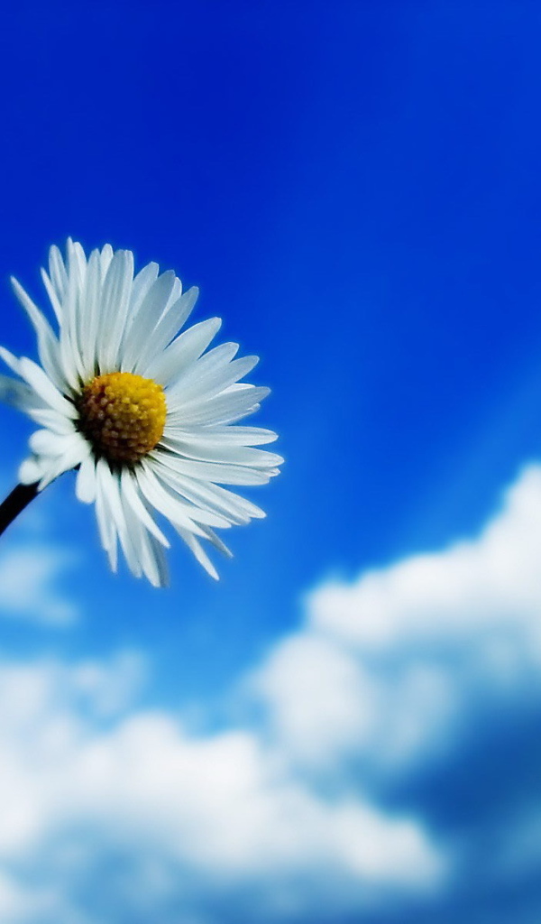 Ромашка на синем небе