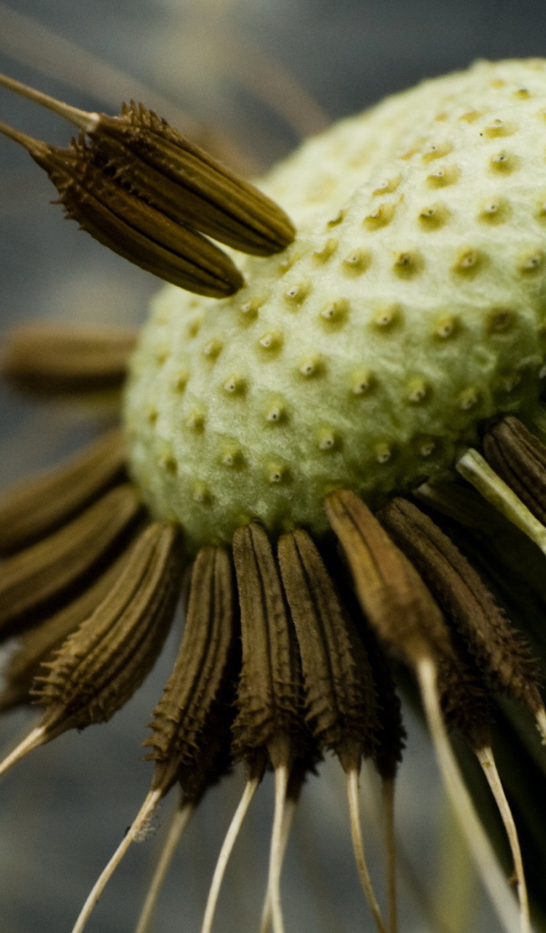 Семена одуванчика на стебле