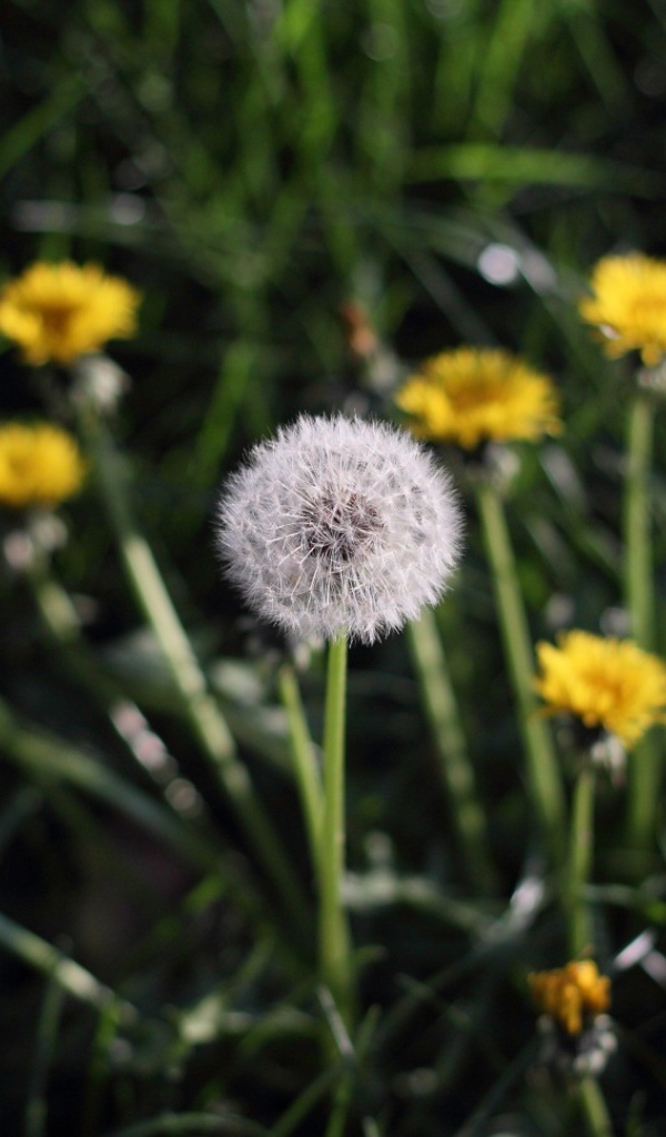 Одуванчики в поле