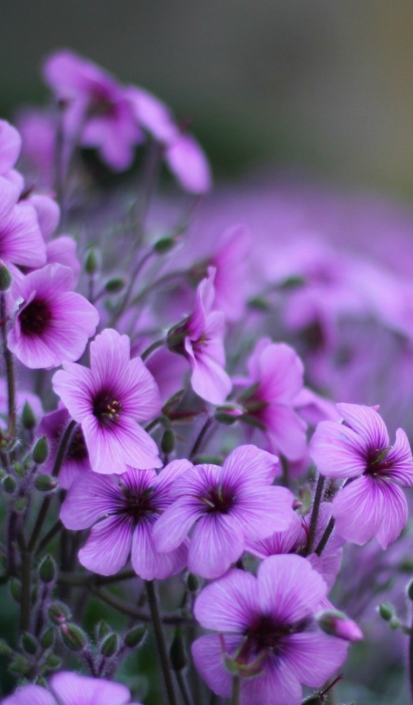 Нежные цветы герани