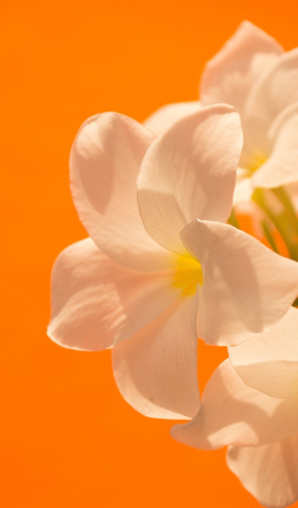 Нежные белые цветы на оранжевом фоне