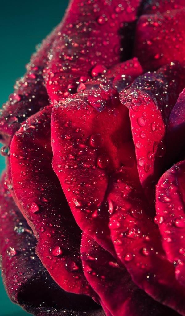 Dew on the petals of red roses