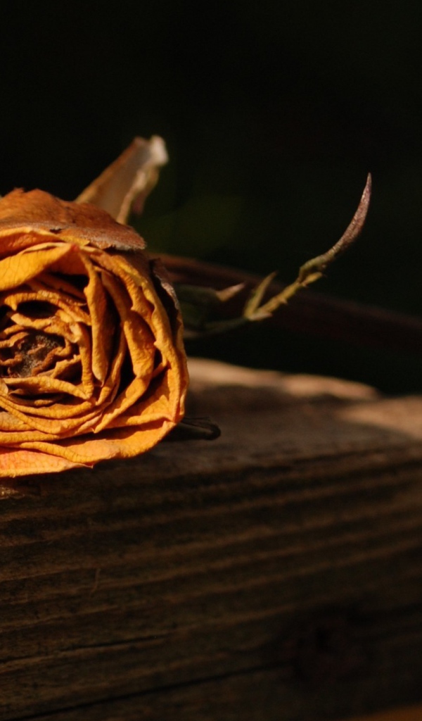 Засохшая оранжевая роза
