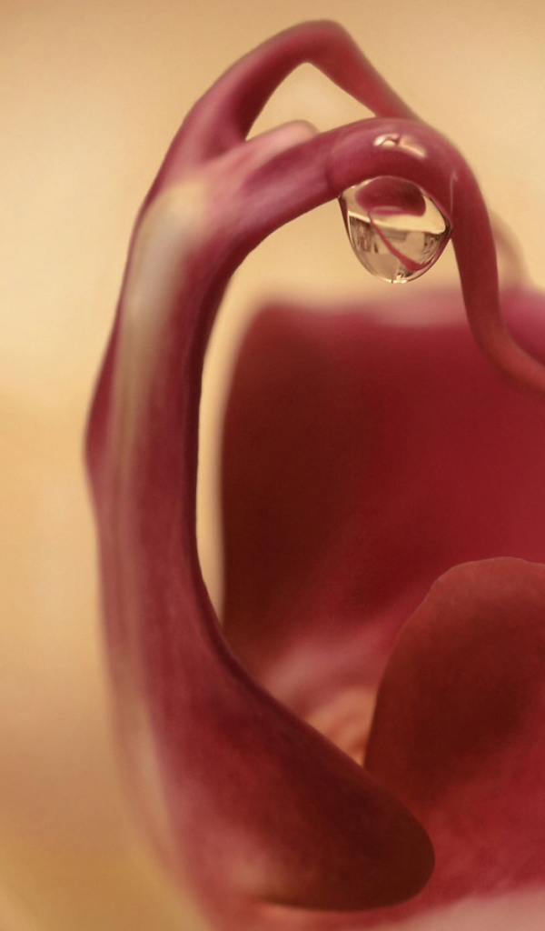 Капля на цветке орхидеи