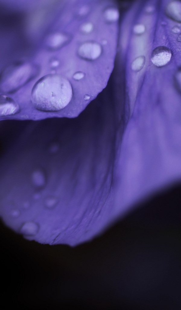Капли росы на лепестке фиолетового цветка