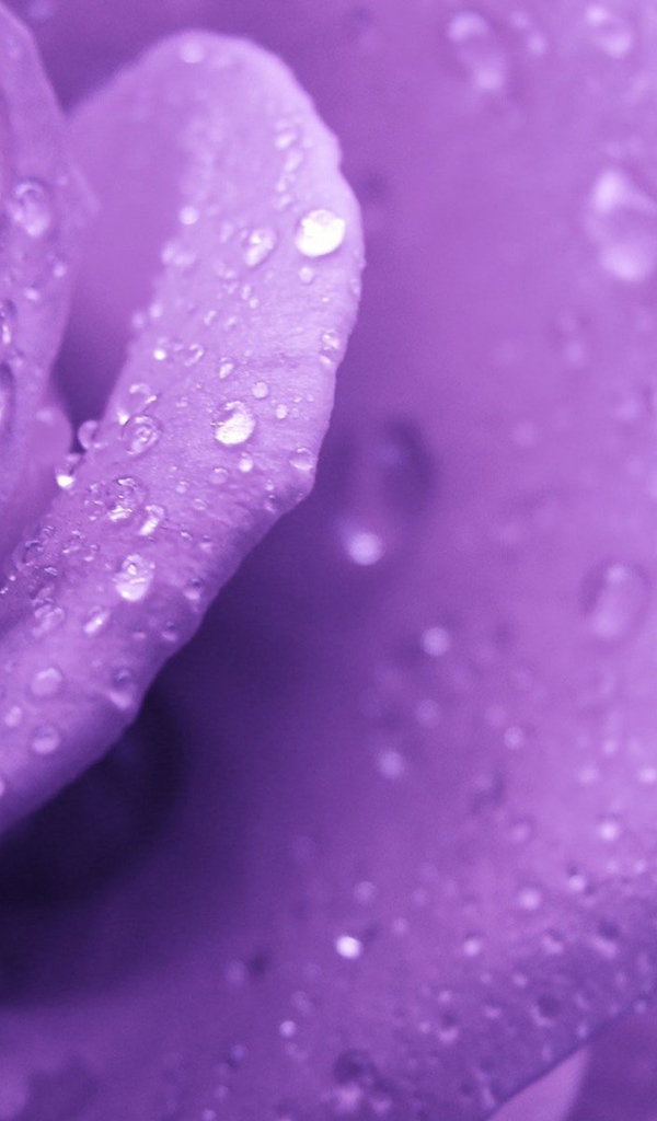 Капли росы на фиолетовой розе