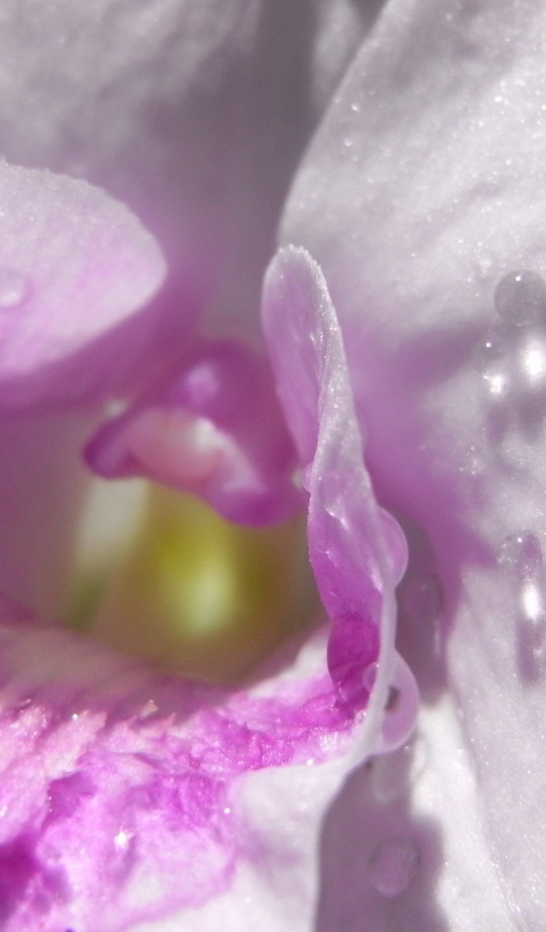 Капли влаги внутри нежно розового цветка