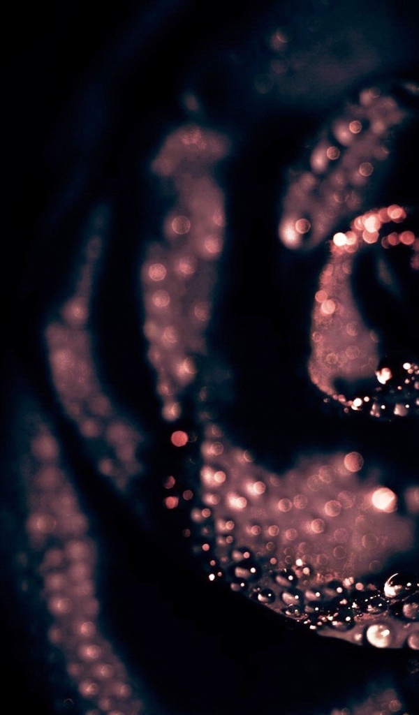 Капли воды на черной розе