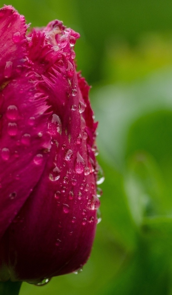Капли воды на бутоне тюльпана