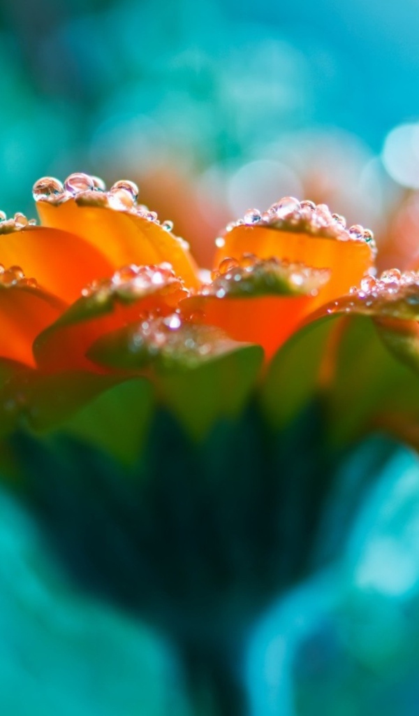Капли на лепестках оранжевого цветка