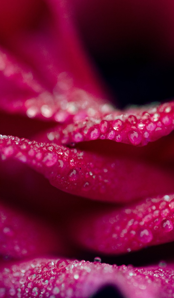 Капли на лепестках розовой розы