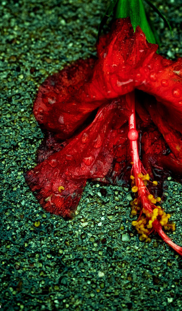 Увядающий цветок на асфальте