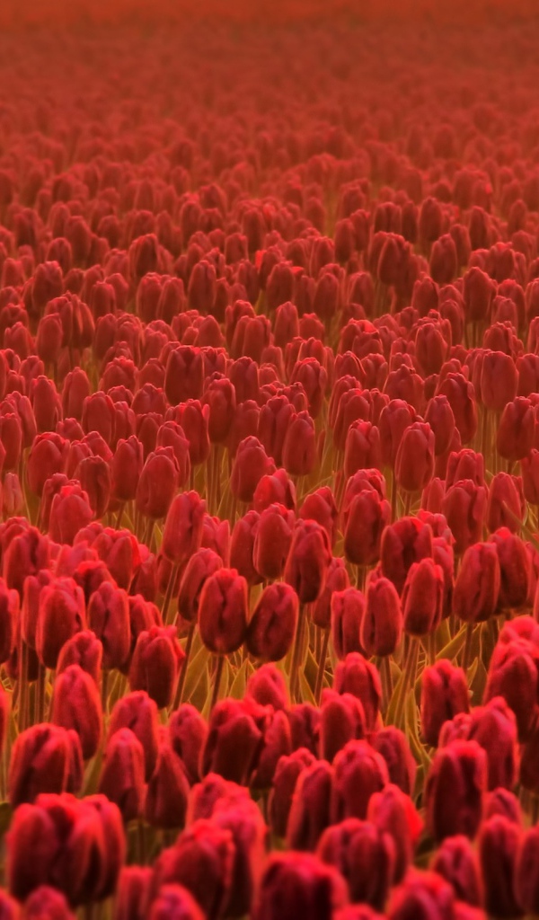 Поле красных тюльпанов в дымке