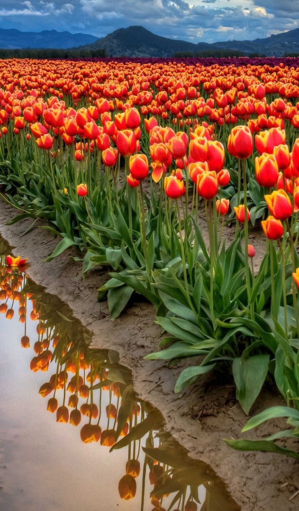 Поле тюльпанов после дождя