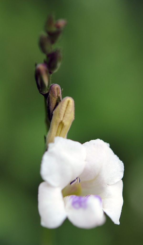 Цветок только что распустился