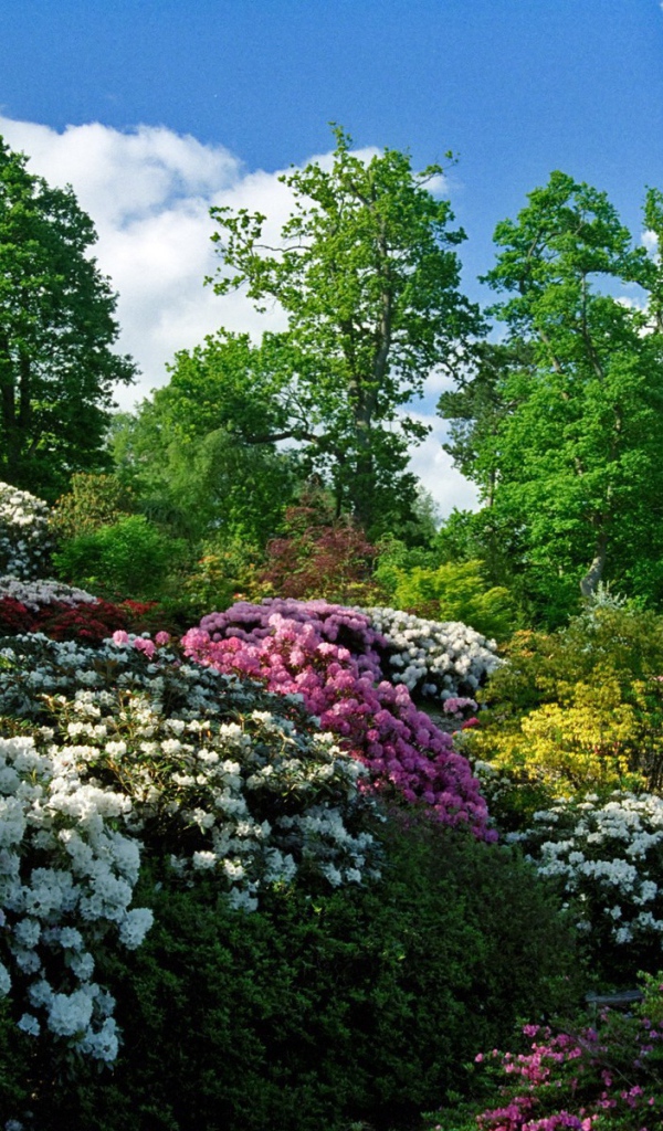 Цветущие кусты в весеннем саду