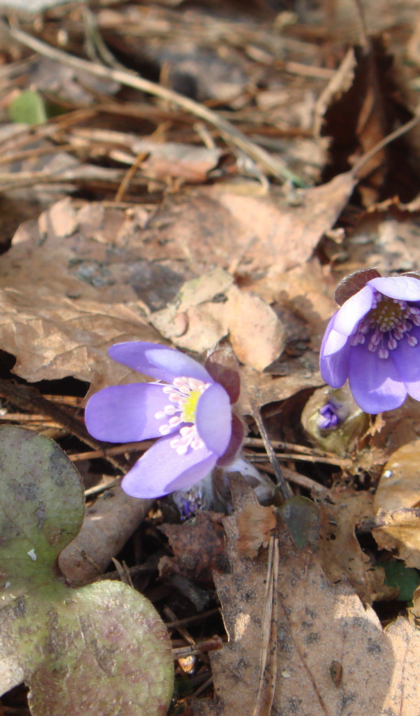 Цветки подснежники