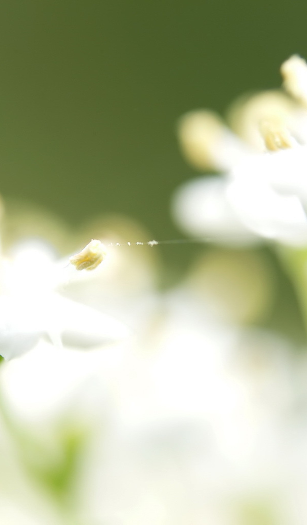 Паутинка на белых цветках