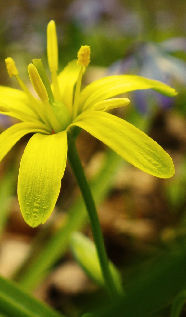 Зелено желтый цветок